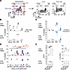 Developmental stages of different cytotoxic cell types in PBMCs and bladder