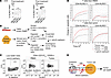 Expression and function of KLRG1 in cytotoxic CD4+ T cells.
