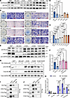 Phospho-regulation of Nf2 at Ser10/Thr230 controls osteogenic capacity thro