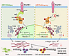 Molecular mechanism of Nf2-mediated FGFR1/AKT signaling in CNC-derived oste