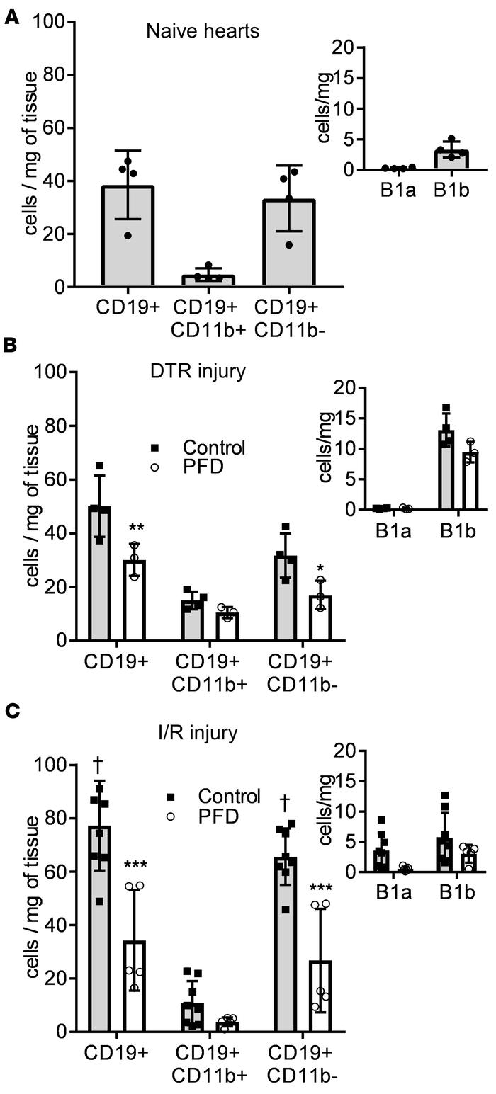 Characterization of subsets of myocardial B lymphocytes at baseline and ...