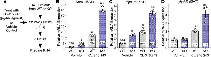 HDAC11 deficiency augments β3-AR–induced target gene expression in BAT e...