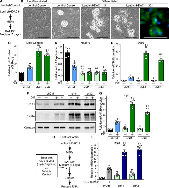 HDAC11 knockdown enhances differentiation of MEFs into brown adipocyte–l...