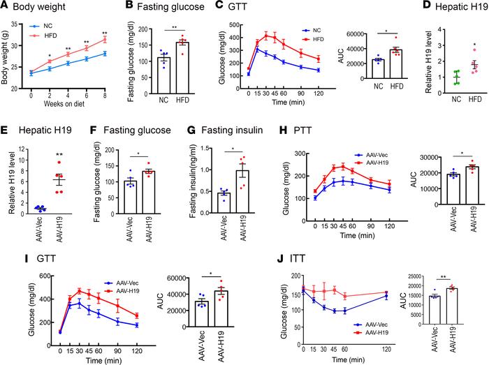 Effects of hepatic H19 upregulation on HGP and glucose homeostasis.
(A) ...