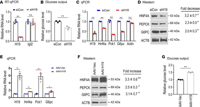 Effects of H19 expression on gluconeogenic gene expression and glucose o...
