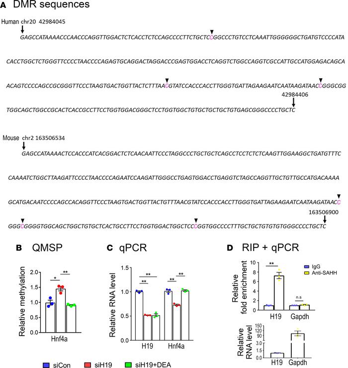 Regulation of HNF4A promoter methylation via the H19/SAHH pathway.
(A) S...