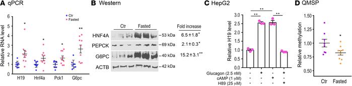 Effects of fasting on H19 and gluconeogenic gene expression.
(A) WT mice...