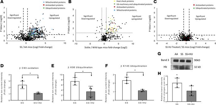 Hydroxyurea treatment reduces posttranslational modifications in micropa...