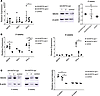dsRNA response in human hepatocytes from xenografted mice after scAAV8/hFIX