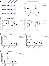 Knock out of dsRNA activation pathway increased AAV transgene expression.