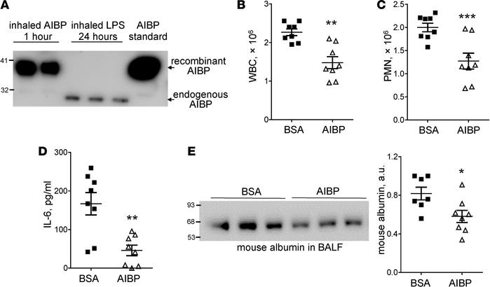 Inhalation of AIBP reduces lung injury.
(A) Two mice were nebulized with...