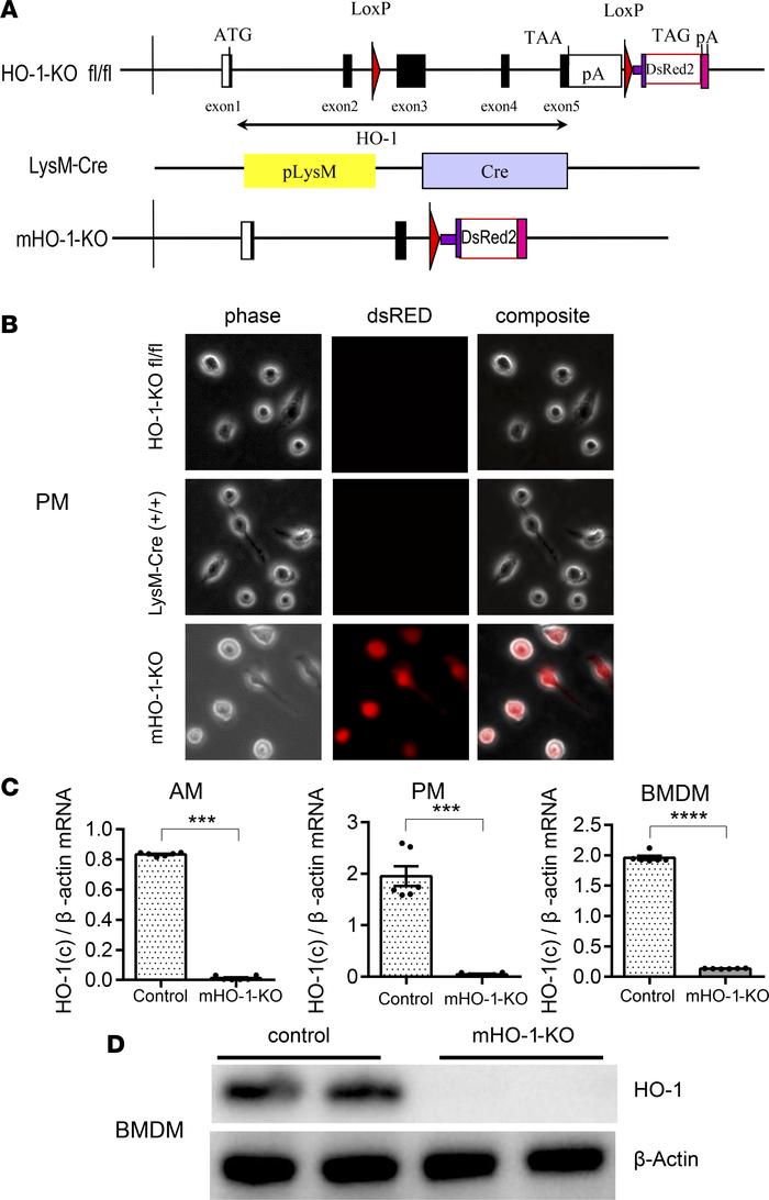 Characterization of myeloid-specific HO-1–knockout mice.
(A) Schematics ...