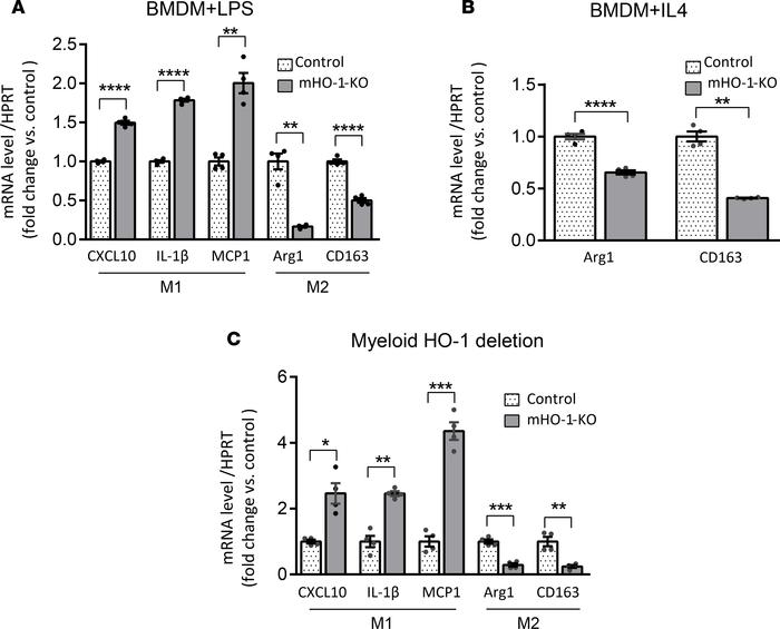 Macrophage polarization in BMDMs and IR-stressed livers mHO-1–KO mice.
L...