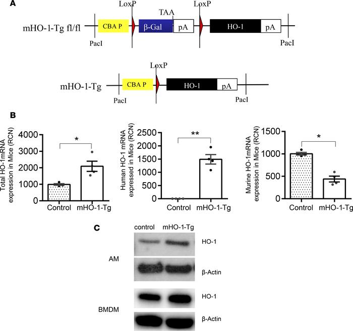 Characterization of myeloid-specific HO-1–Tg mice.
(A) Schematics of gen...