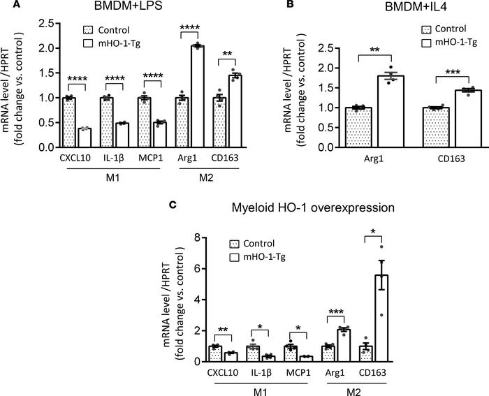Macrophage polarization in BMDMs and IR-stressed livers from mHO-1–Tg mi...