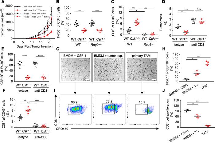CSF1R+ tumor-associated macrophages inhibit CD8+ T cells of the adaptive...