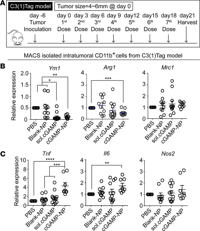 Liposomal cGAMP-NPs polarize M2-like to M1-like macrophages in tumor tis...