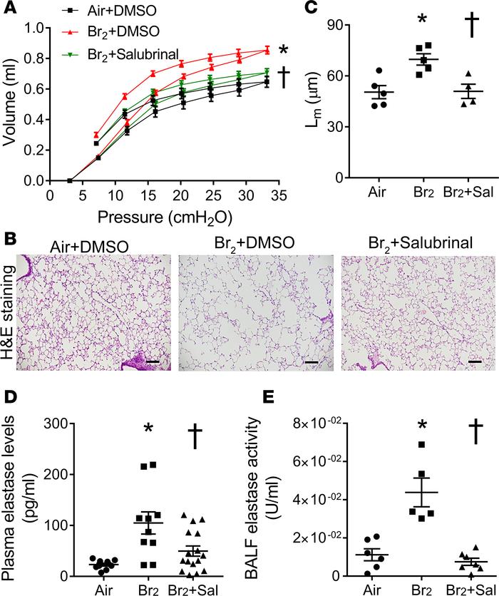 Attenuation of ER stress reduces lung emphysematous changes.
Male C57BL/...