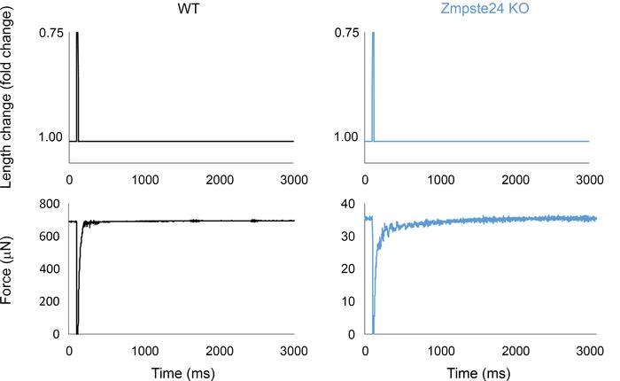 Measurement of the rate of force redevelopment.
Original recordings for ...