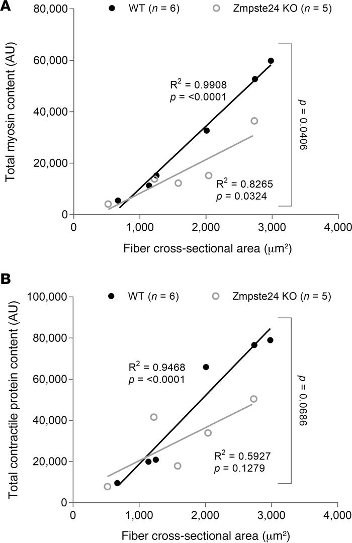 Reduced contractile proteins in the absence of Zmpste24.
(A and B) This ...