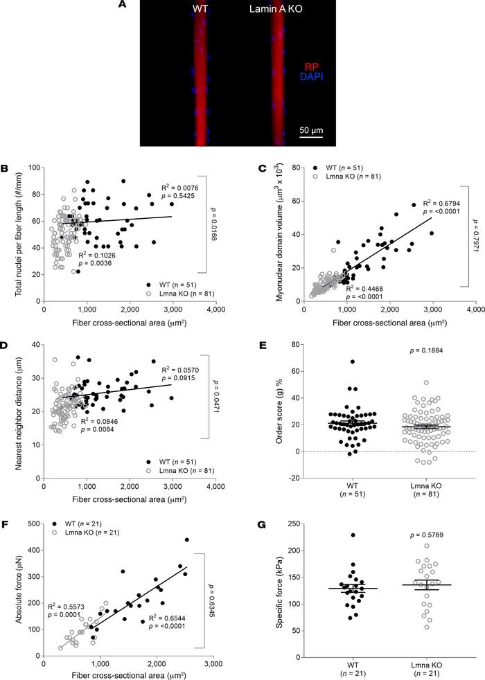 Disrupted myonuclear spatial arrangement and contractility in absence of...