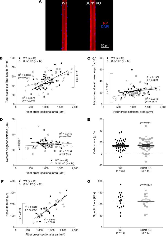 Normal nuclear organization and force production in SUN1-deficient muscl...
