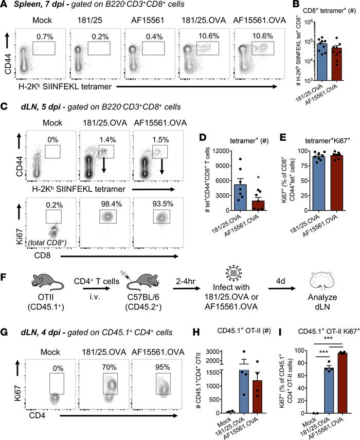 Lymphocyte proliferation in the dLN is similar during acutely cleared an...