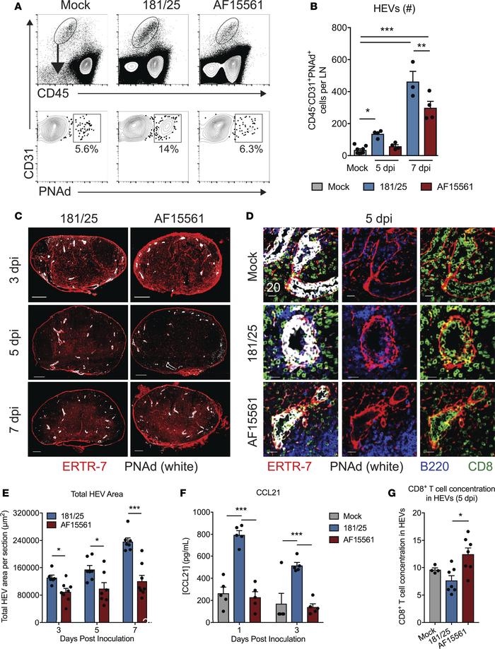 Reduced HEV cell expansion in the dLN during pathogenic CHIKV infection....