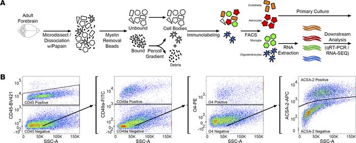 Concurrent brain cell type acquisition.
(A) Schematic representation of ...