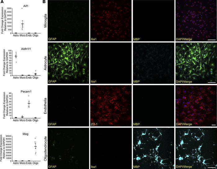 Purity and viability analysis of concurrent brain cell type acquisition ...