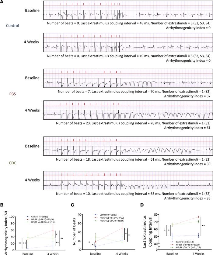 Antiarrhythmic effects of CDCs in HFpEF rats.
(A) Representative PES rec...