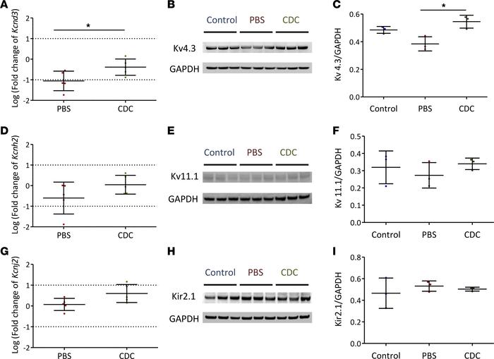 Remodeling of ion channel genes and proteins.
(A) The Ito-encoding trans...
