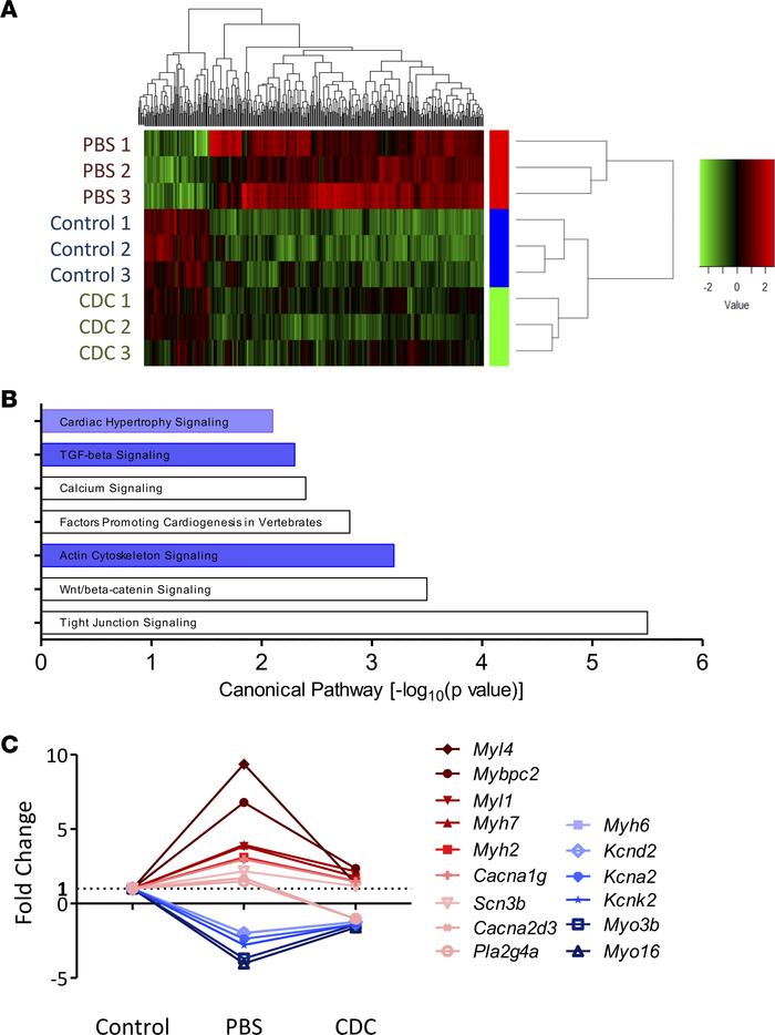 Transcriptomic analyses.
(A) Heatmaps show that the phenotypic changes i...