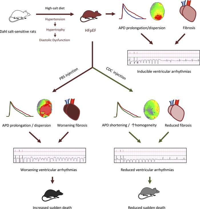 Schematic summary of the study.
In this study, we have demonstrated the ...