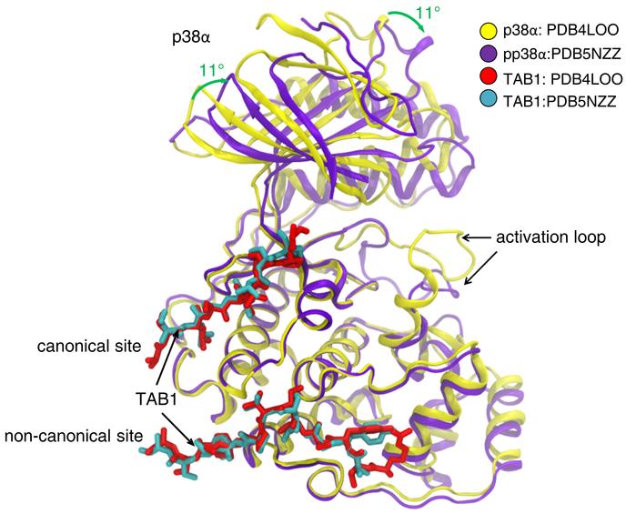 Comparison of p38α bound to TAB1 peptide (residues 384–412, PDB 4LOO) an...