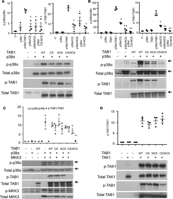 Characterizing the interaction between p38α and wild type (WT) and mutat...