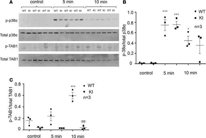 (A) Immunoblot analysis of heart homogenates taken from hearts subjected...