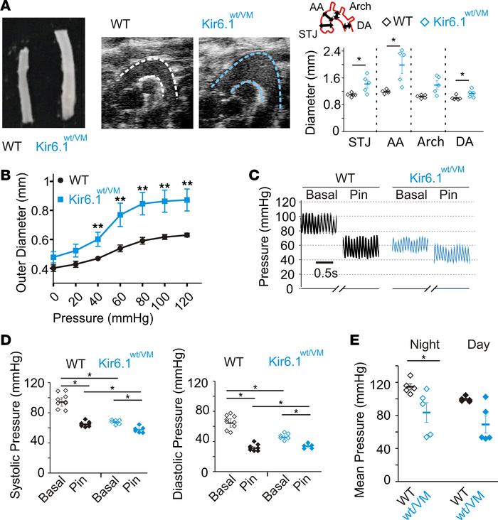 The effects of KATP gain of function on vascular structure and function ...