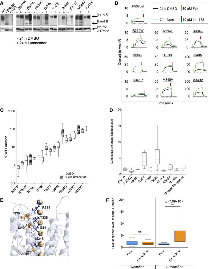Variants located in sixth transmembrane domain (TM6) with exceptional re...