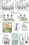 Calpain-6 expression is associated with reduced senescence markers.