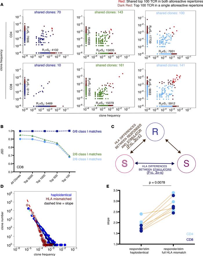 Allospecificity of the alloreactive repertoire and the role of HLA.
(A) ...