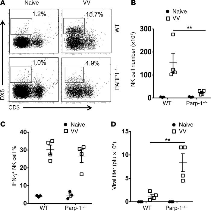 Defective NK cell recruitment and viral clearance in Parp-1–/– mice.
WT ...