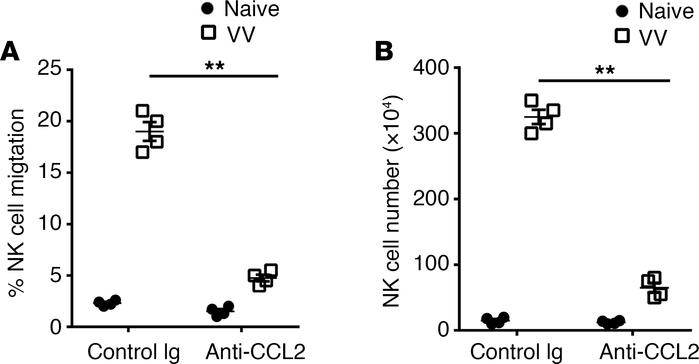 CCL2 is responsible for NK cell recruitment to the site of VV infection....
