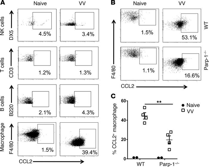 Peritoneal macrophages are the major producer of PARP-1 dependent CCL2.
...