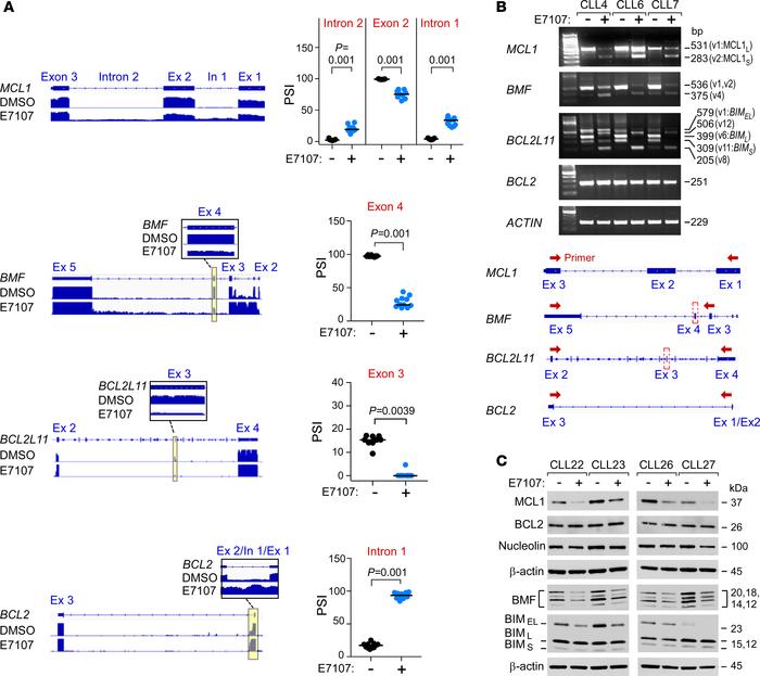 E7107 differentially targets BCL2 family members.
(A) Representative RNA...