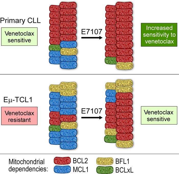 Schematic representation of the “mitochondrial remodeling model.”
The sp...