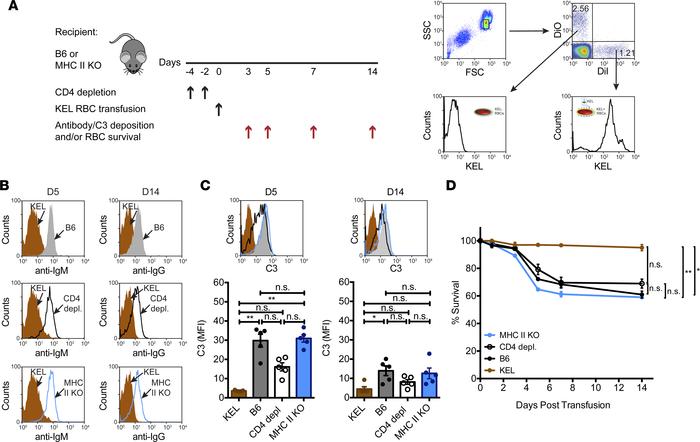 KEL-specific alloantibodies generated in the absence of CD4+ T cells bin...