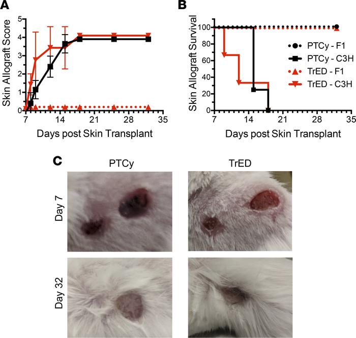 Functional immunity is intact in TrED recipients and PTCy-treated animal...