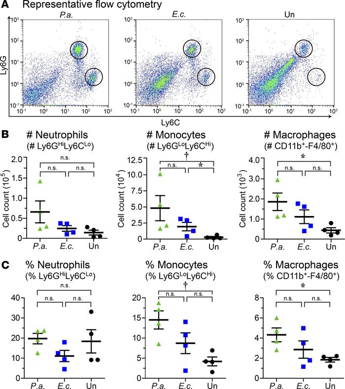 Flow cytometry for inflammatory cells in the Gram-negative prosthetic jo...
