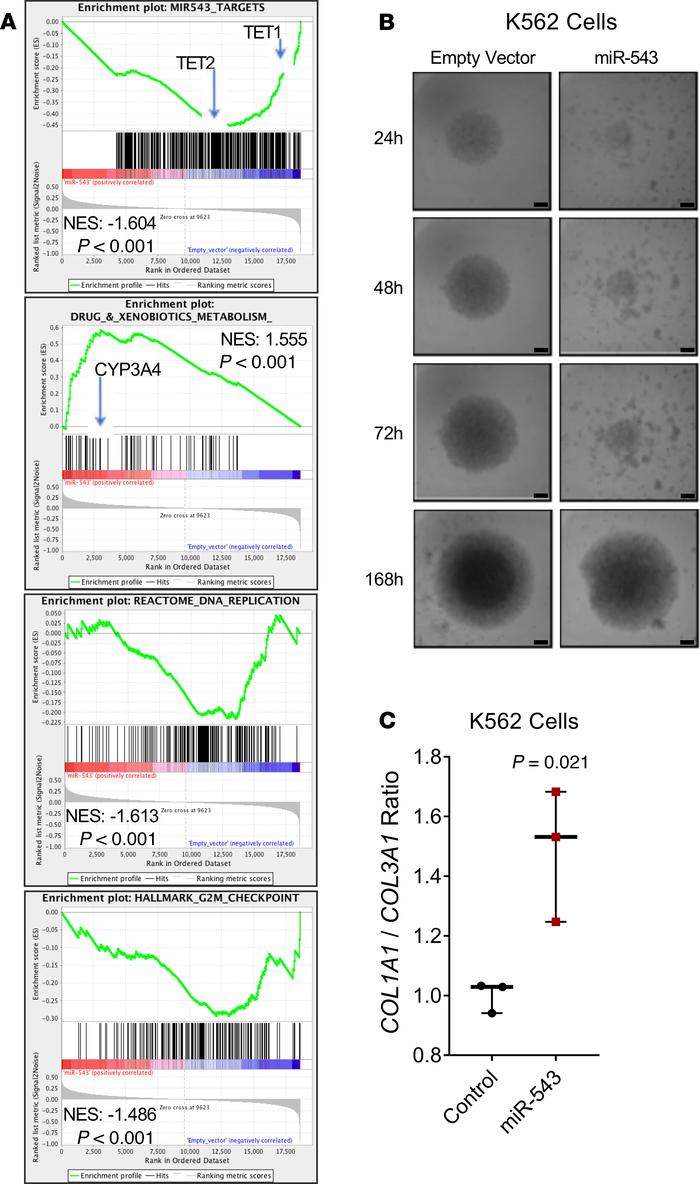 miR-543 promotes drug metabolism–related gene enrichment and disrupts ce...